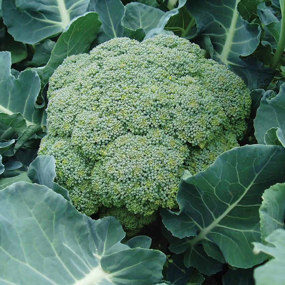 Belstar – Organic Broccoli Seed