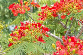 Delonix Regia Gulmohar Seeds