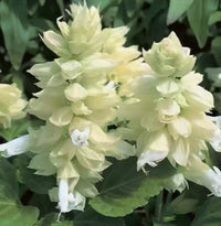 Salvia Salsa White Flower Seeds