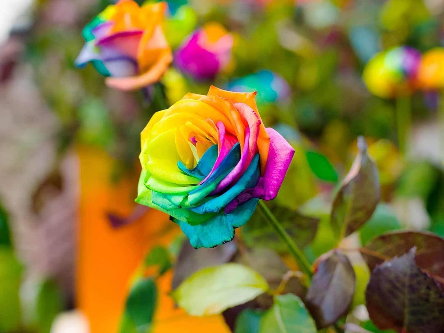 Rare Holland Rainbow Rose Flower Lover Multi-color Plants Home G