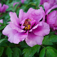 Vintage Rockii-Flare Tree Peony