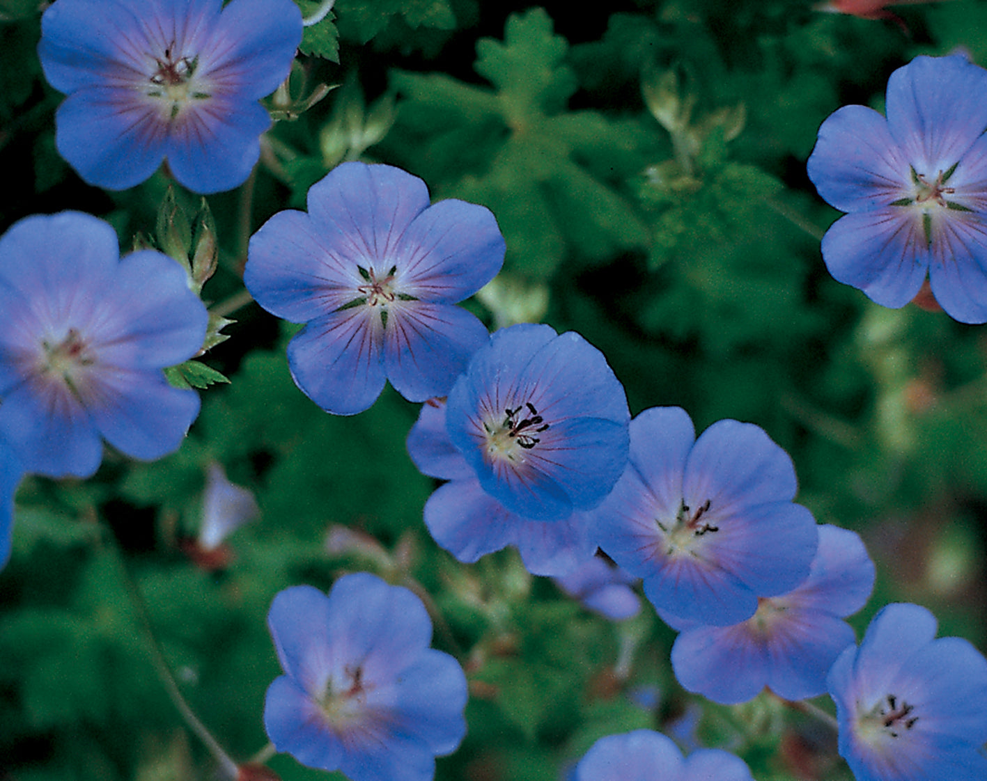 Rozanne Everblooming Geranium