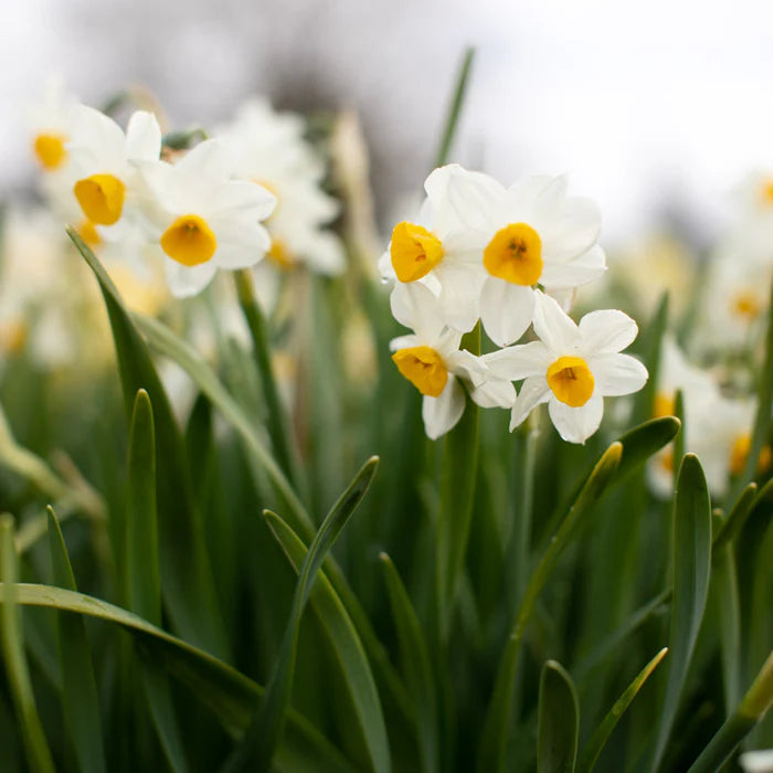 Avalanche Daffodil Seeds