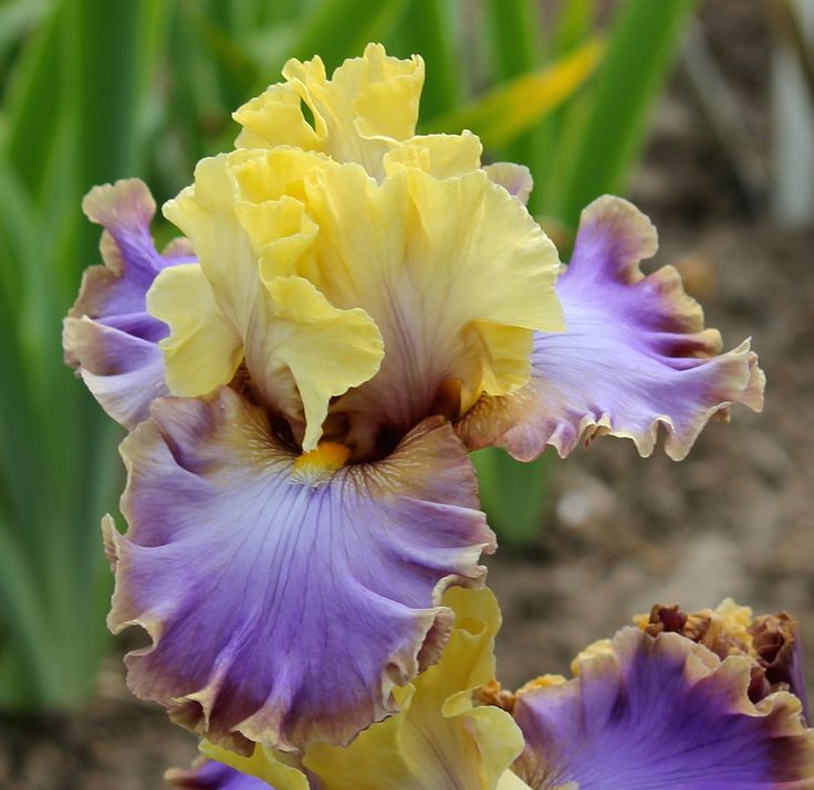 Bearded Iris- Catwalk Queen