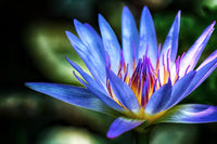 Nymphaea Caerulea China Water Lily Pad Flower Pond Seeds