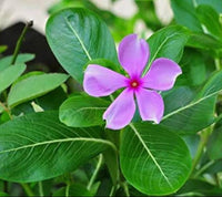 Vinca Rosea Pink Desi Flower Seeds