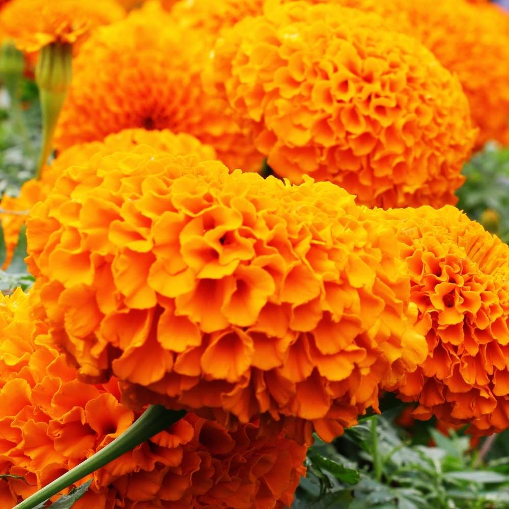 Marigold Orange Dwarf Double Seeds