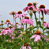 Magnus Coneflower