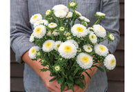 Macaroon White – China Aster Seed