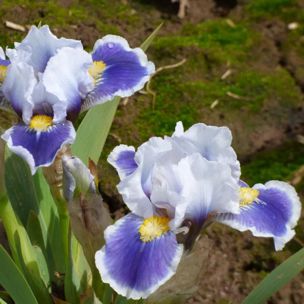 Bitty Beauty Dwarf Bearded Iris