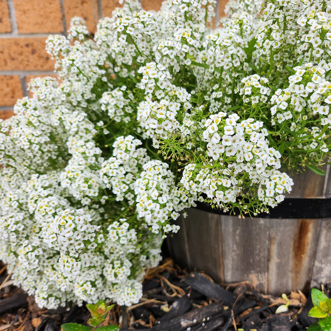 Alyssum Snow Carpet Flower Seeds