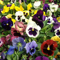 Set of 5 Exotic Pansy Flower Seeds