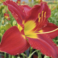 Passion for Red Reblooming Daylily