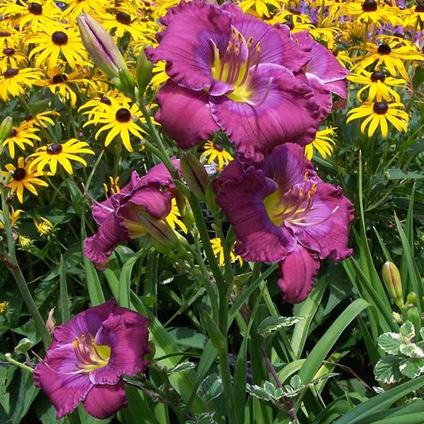 Lavender Blue Baby Reblooming Daylily