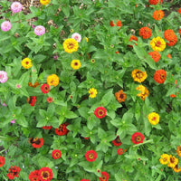 State Fair Mix – Zinnia Seed