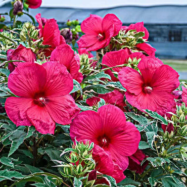 Summer Carnival Hibiscus