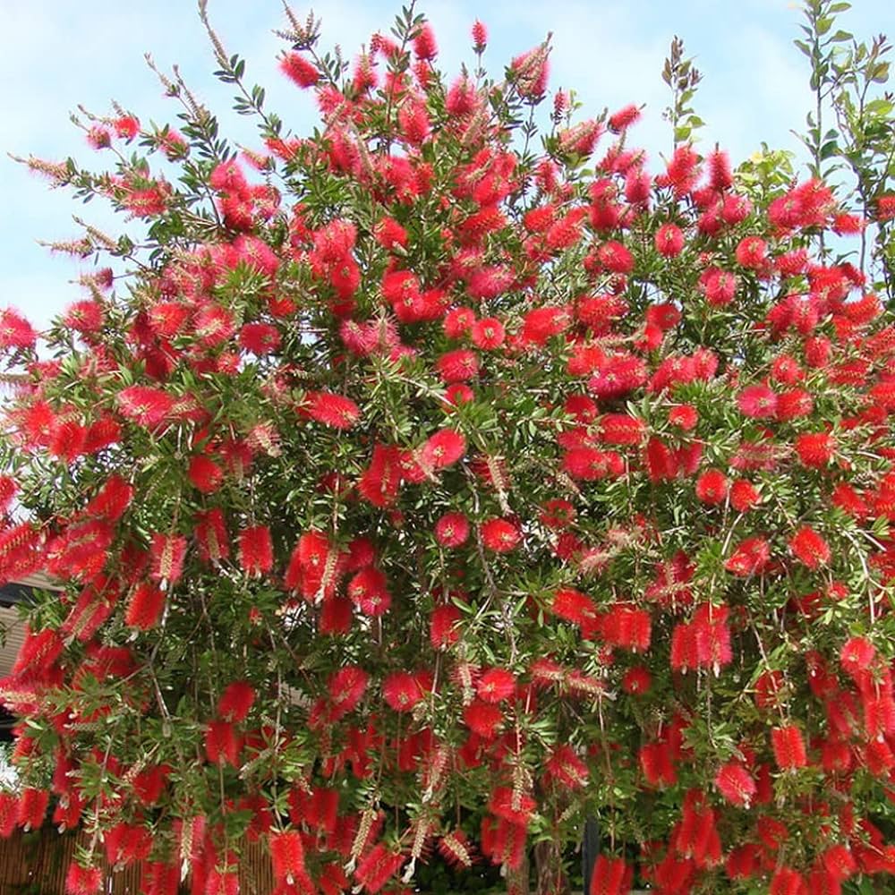 Callistemon Citrinus Bottle Brush Seeds