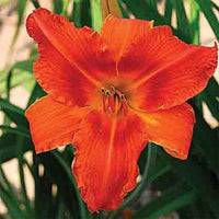 Alabama Jubilee Daylily