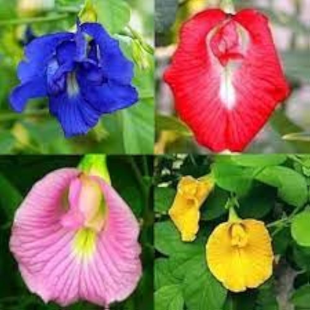 Clitoria Ternatea Aparajita Mix Color Hybrid Seeds