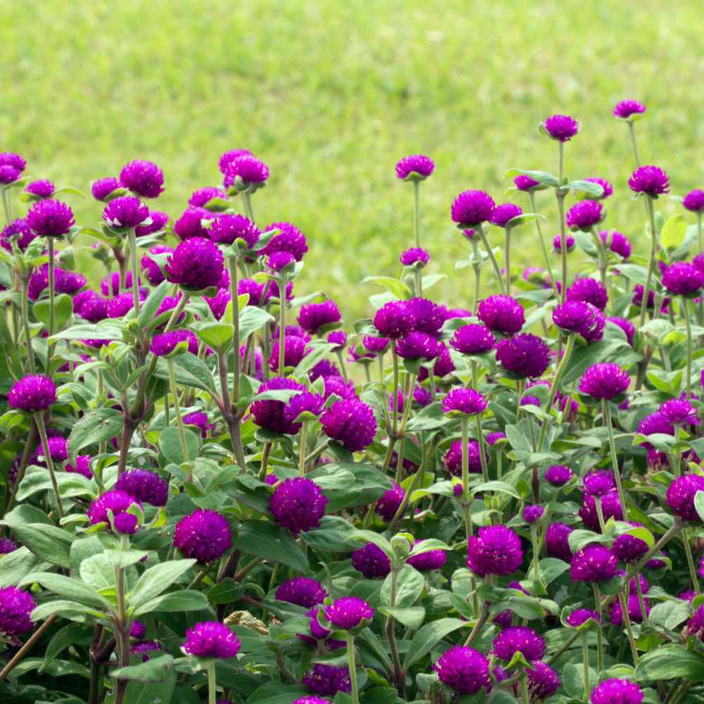 Audray Purple-Red – Gomphrena Seed