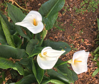 Calla Lily Seeds Room Flowers Zantedeschia Aethiopica Garden See