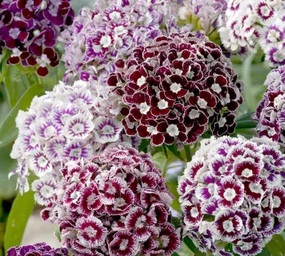 Sweet Purple/White Dianthus