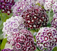 Sweet Purple/White Dianthus