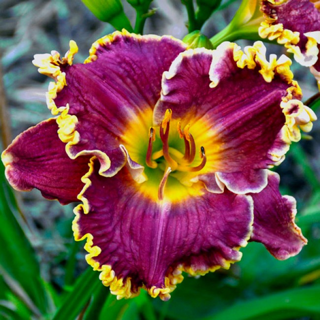 Mulberry Freeze Reblooming Daylily