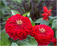 Zinnia Red Tall Desi Flower Seeds