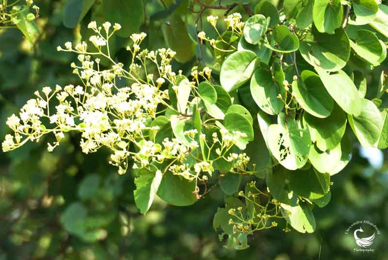 Bauhinia Retusa Seeds