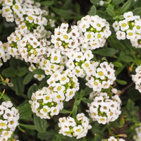 Alyssum- Tiny Tim