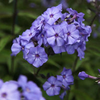 Phlox Beauty Blue Seeds