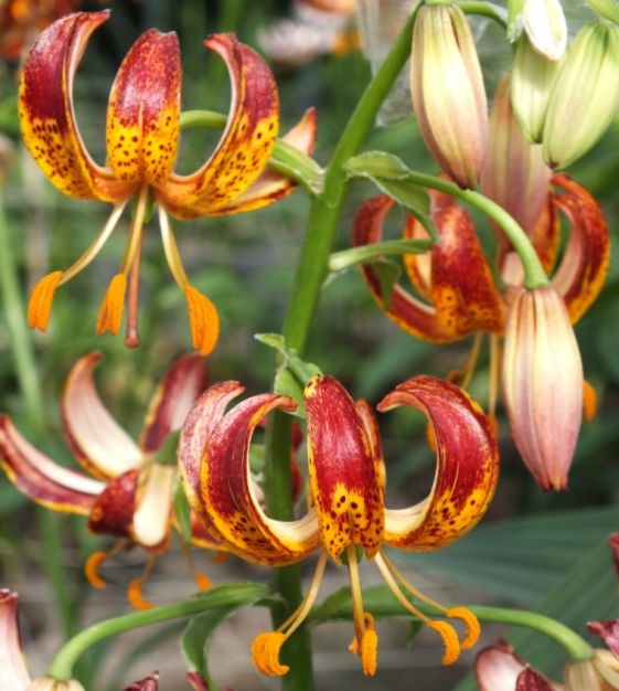 Arabian Knight Lily Seeds