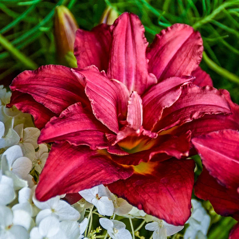 Constant Colour Reblooming Daylily Collection