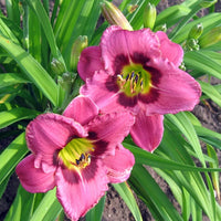 Always Afternoon Reblooming Daylily