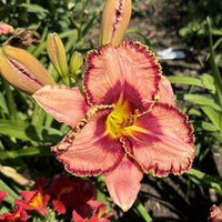 Fearfully and Wonderfully Made Reblooming Daylily