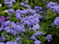 Blue Horizon – Ageratum Seed