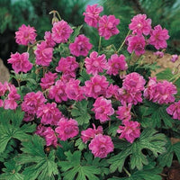 Birch Double Everblooming Hardy Geranium