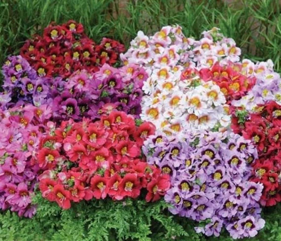 Schizanthus Angel Mixed Color Flower Seeds