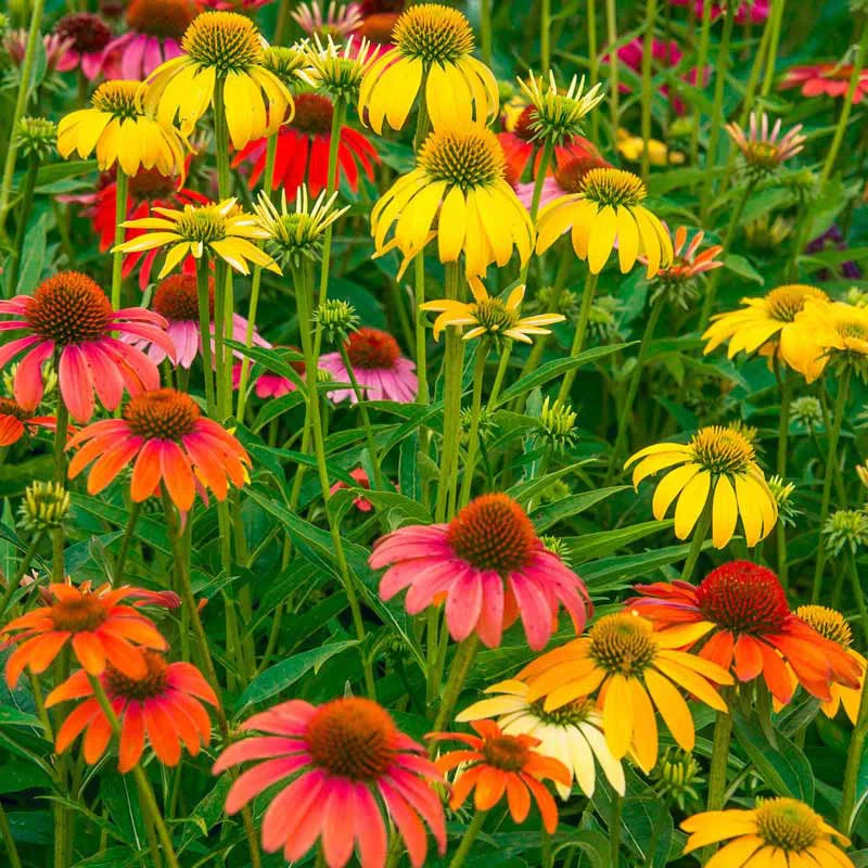 Cheyenne Spirit – Echinacea Seed