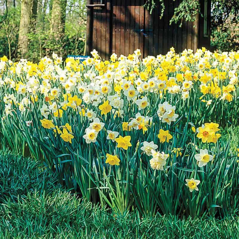 Three Months of Daffodils Seeds