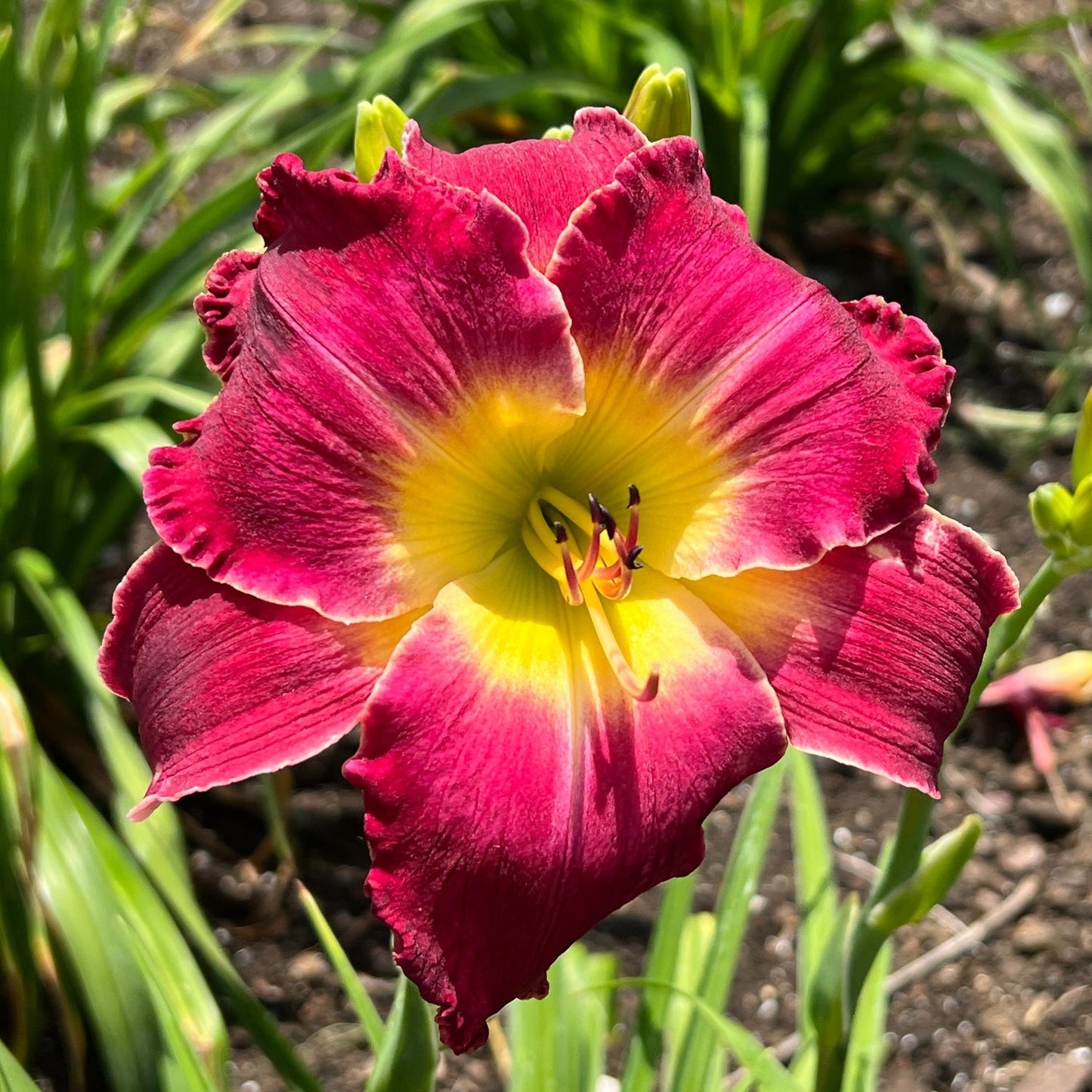 Blood Sweat and Tears Reblooming Daylily