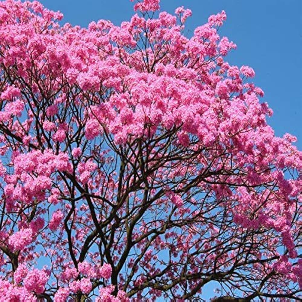 Tabebuia Avellanedae Seeds