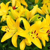 Yellow Cocotte Lily Seeds