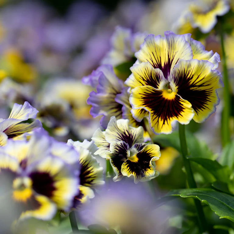 Frizzle Sizzle Yellow-Blue Swirl – Viola Seed