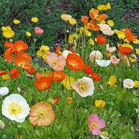 Poppy Iceland Nudicale Mixed Color Seeds