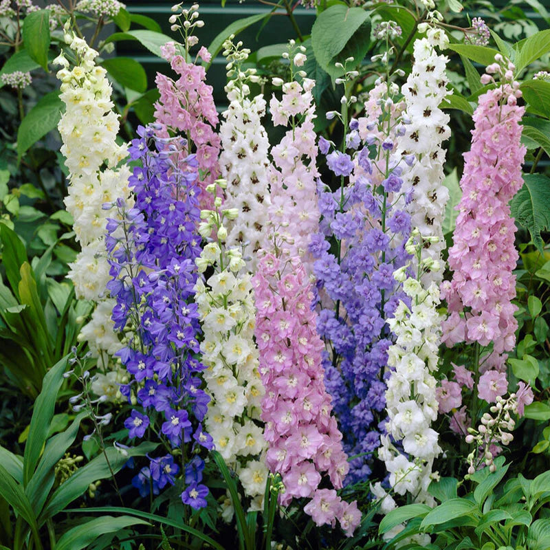 Larkspur Imperial Mixed Color Flower Seeds