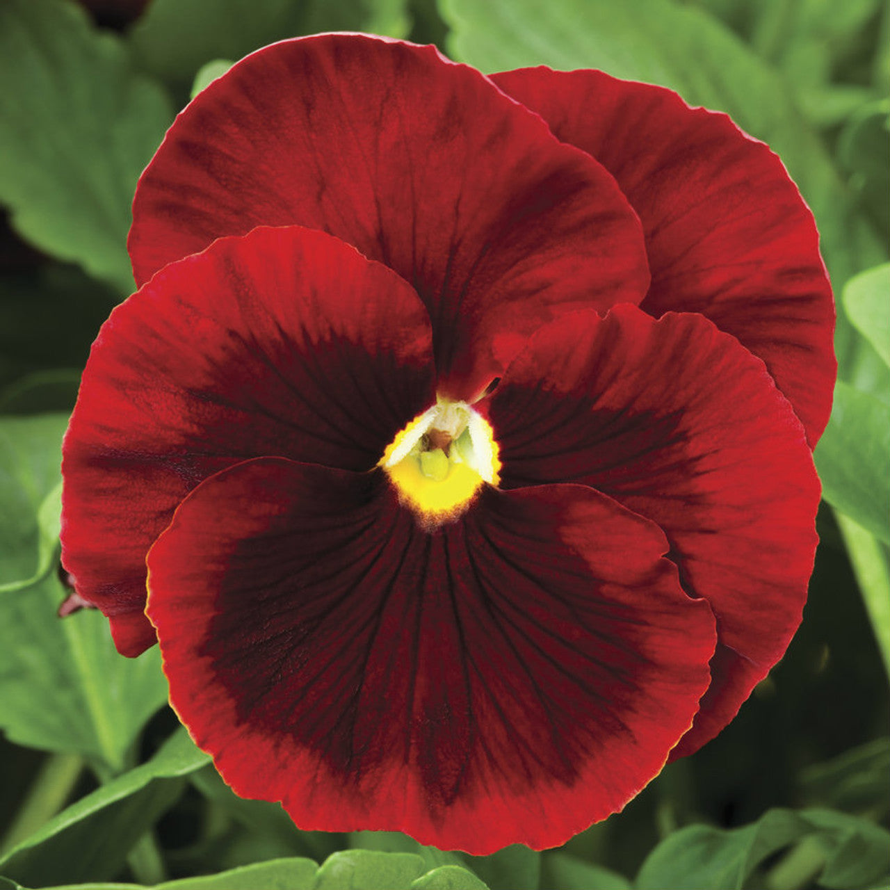 Pansy Red Blotch Flower Seeds