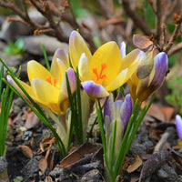 Advance Snow Crocus Seeds