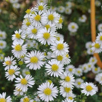 Snow Cushion Dwarf Aster